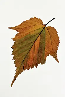 Campestre: Field maple, Acer campestre, Single orange green