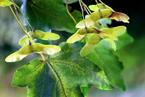 Campestre: Field Maple with fruit