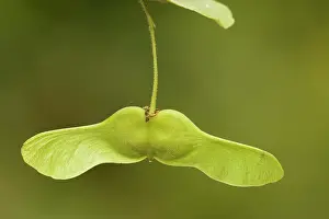 Campestre: Field maple in fruit, with helicopter fruits
