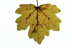 Maples: FIELD MAPLE LEAF - Showing necrotic spots meaning