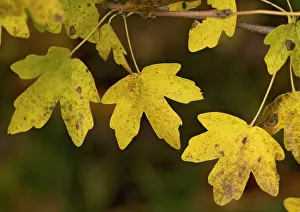 Campestre: Field maple leaves in autumn