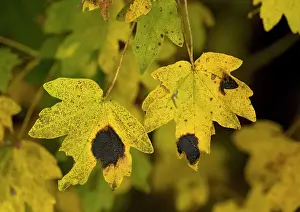 Campestre: Field maple leaves in autumn. Infected with tar