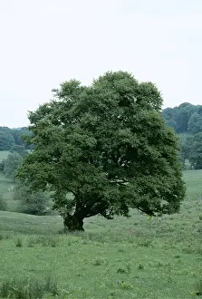 Maples: FIELD MAPLE TREE