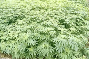 Marijuana: Field of Marijuana (Cannabis sativa) in Japan