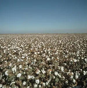 Fiber: Field of mature cotton