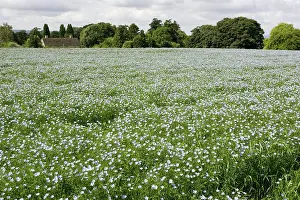 Linseed: Field of mature linseed