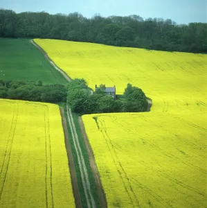 Hedges: Field in May
