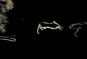 Pyrenees: Field Mouse (Apodemus sylvaticus) jumping at night
