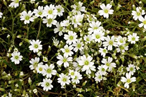 Cerastium: Field mouse-ear - in Breckland area