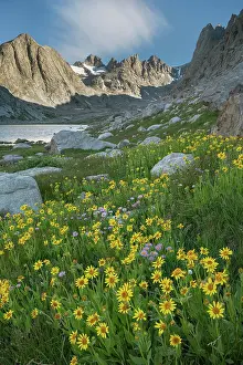 Basin: Field of Narrowleaf Arnica, Titcomb Basin, Bridger
