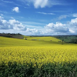 Colza: Field of oilseed Rape