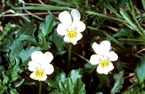 Pansy: Field Pansies