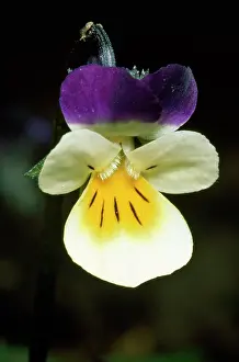 Pansies: Field Pansy