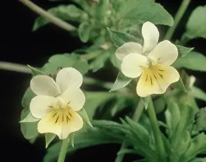 Arvensis: Field pansy