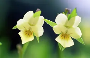 Pansies: Field PANSY - Close study of flowers