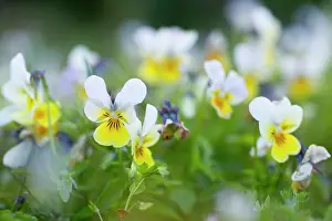 Pansies: Field Pansy - Summer