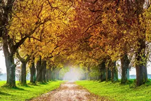 Ashes: Field path through avenue with ashes (Fraxinus)