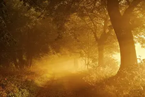 Lights: Field path through avenue in the first morning light