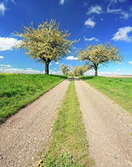 Humilis: Field path with blossoming cherry trees (Prunus)