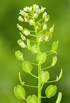Cress: Field Penny-cress - in flower and fruit