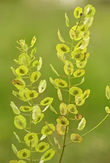 Cress: Field Penny-cress in fruit (uncommon arable weed)