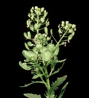 Pods: Field Pennycress