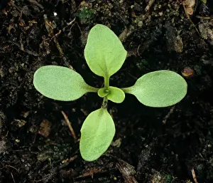 Cotyledon: Field pennycress Seedling