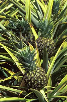 Maui: Field of Pineapples