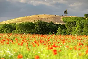 D Orcia: Field of poppies in bloom in hilly landscape, San