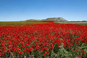 Multitude: Field of Poppies (Papaver rhoeas) in bloom, Castile