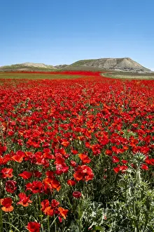 Multitude: Field of Poppies (Papaver rhoeas) in bloom, Castile