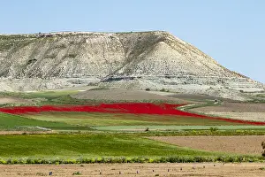 Graphic: Field of Poppies (Papaver rhoeas) in bloom, Castile