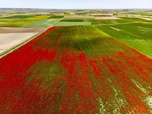 Graphic: Field of Poppies (Papaver rhoeas) in bloom, Castile