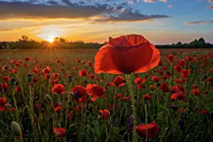Corn: A field of poppies at sunrise with bright colours