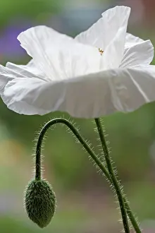 Proportion: Field Poppy, Papaver rhoeas Bridal white, showing and open