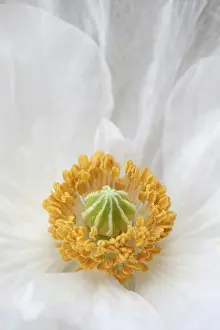 Minimal: Field Poppy, Papaver rhoeas Bridal white showing stamens a