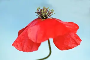 Fading: Field Poppy, Papaver rhoeas, A fading flower on