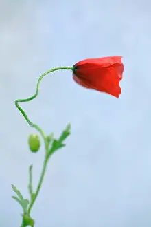 Belguim: Field poppy, Papaver rhoeas, Side view of one half