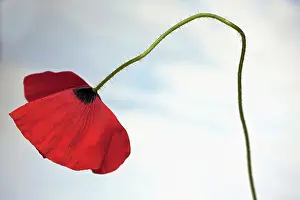 Belguim: Field poppy, Papaver rhoeas, Side view of one open