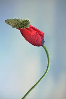 Opening: Field poppy, Papaver rhoeas, Side view of one opening