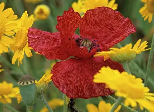 Coronarium: Field Poppy - among yellow Crown Daisies (Chrysanthemum