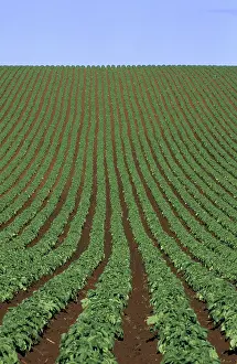 Potatoes: Field of potatoes