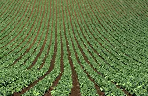 Potatoes: Field of potatoes