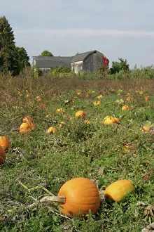 Lantern: Field of Pumpkins
