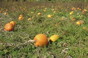 Lantern: Field of Pumpkins