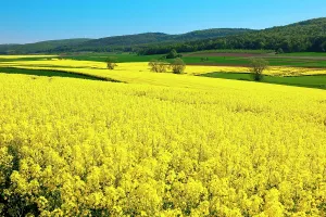 Napus: Field of Rape (Brassica napus)