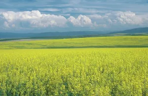 Rapeseed: Field of Rapeseed for Canola Oil