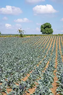 Capitata: Field with red cabbage (Brassica oleracea convar