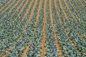 Capitata: Field with red cabbage (Brassica oleracea convar
