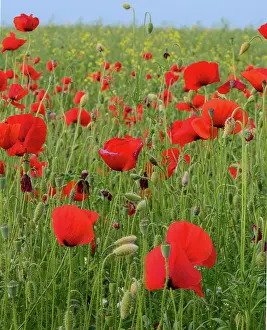Corn: Field of red poppies (Papaver rhoeas) flowers close